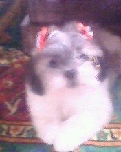 Shi-Tzu Femea